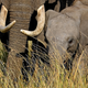 Elefante adulto y su cría. Getty